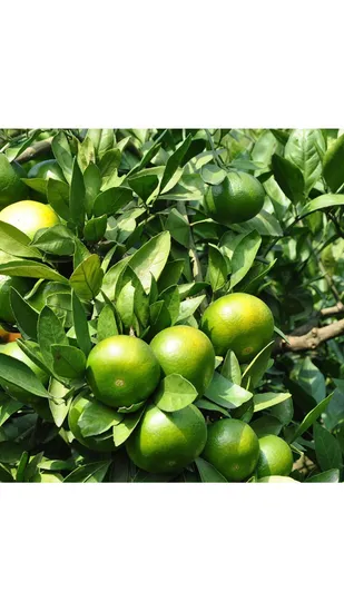 Getrocknete Mandarine. Getrocknete Mandarine