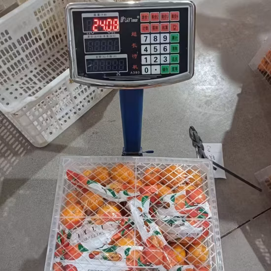 Fabrikhohe Qualität und Hotsell China Fresh Premium Mandarine